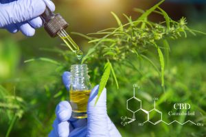fournisseur huile cbd
